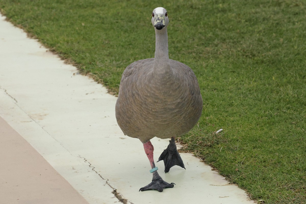 Cape Barren Goose - ML643690820