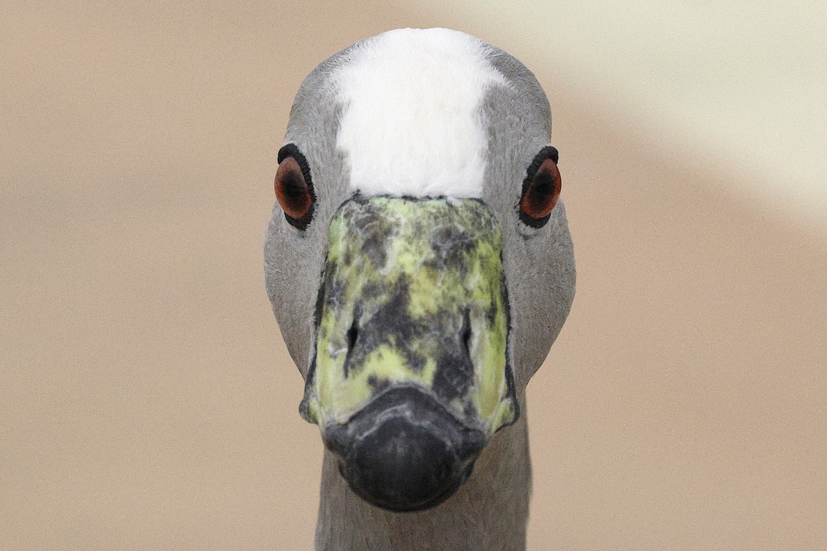 Cape Barren Goose - ML643690822