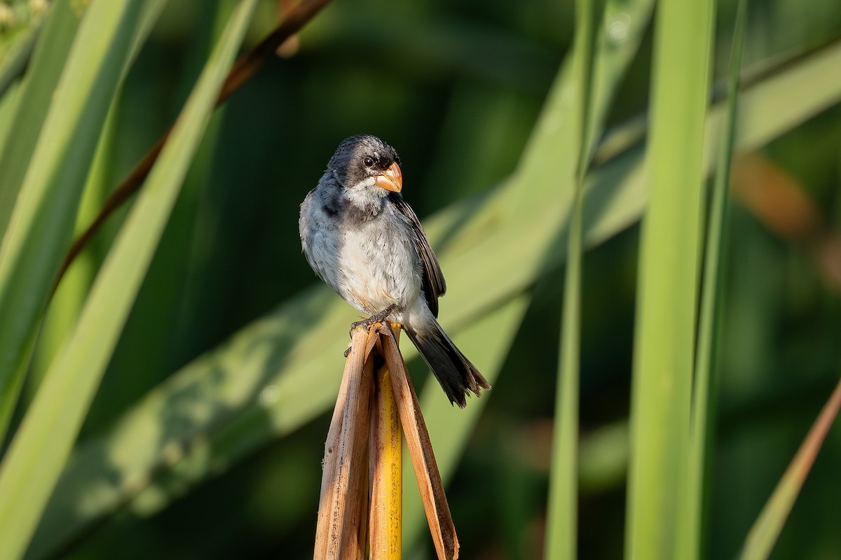 White-throated Seedeater - ML643690826
