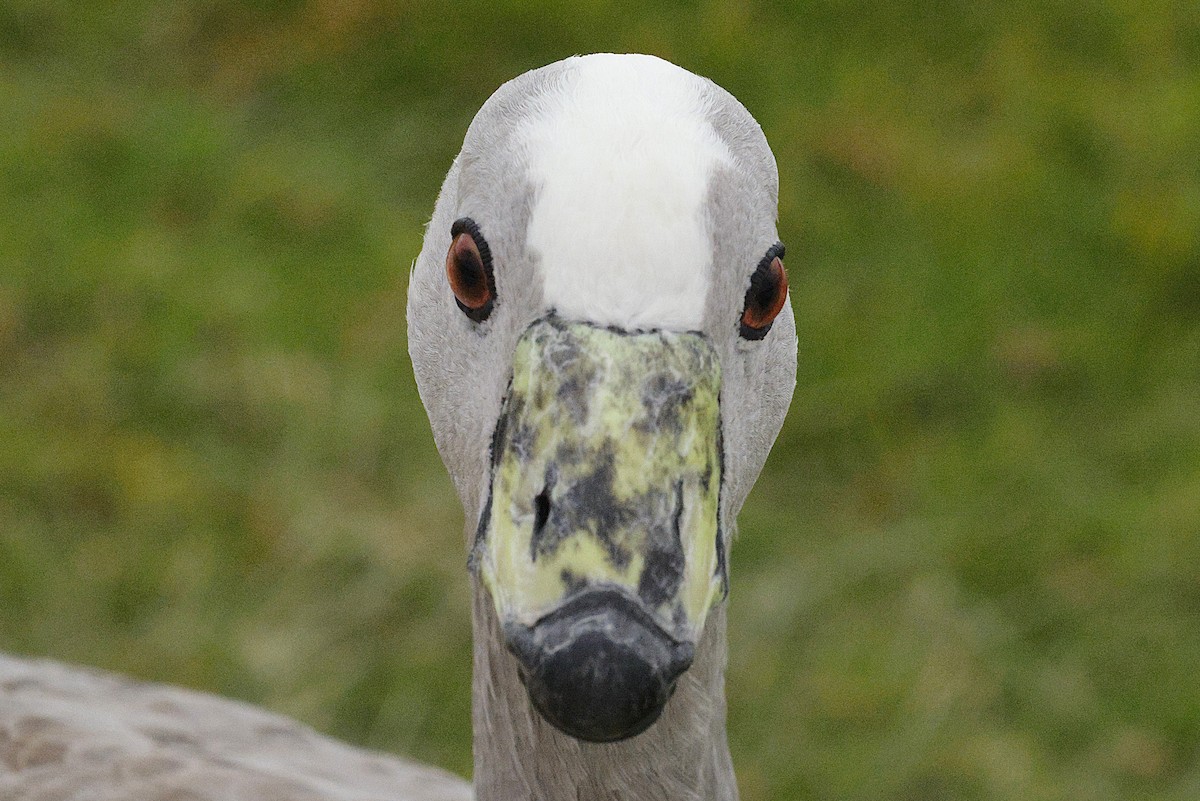 Cape Barren Goose - ML643690828