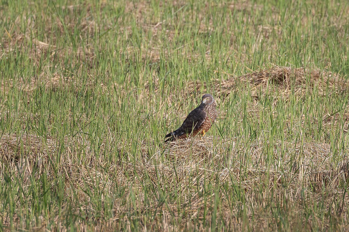 Cinereous Harrier - ML643690831