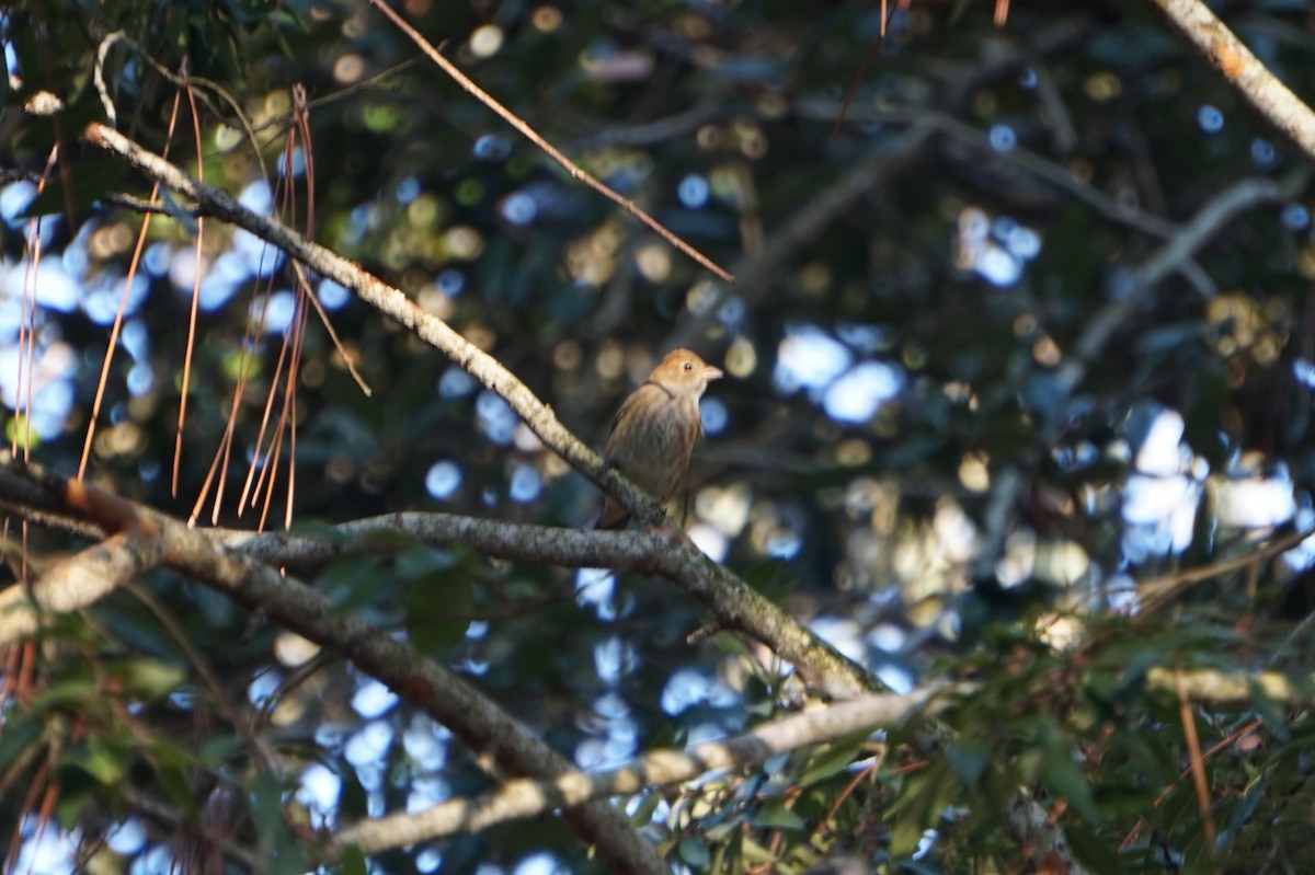 Indigo Bunting - ML643690855