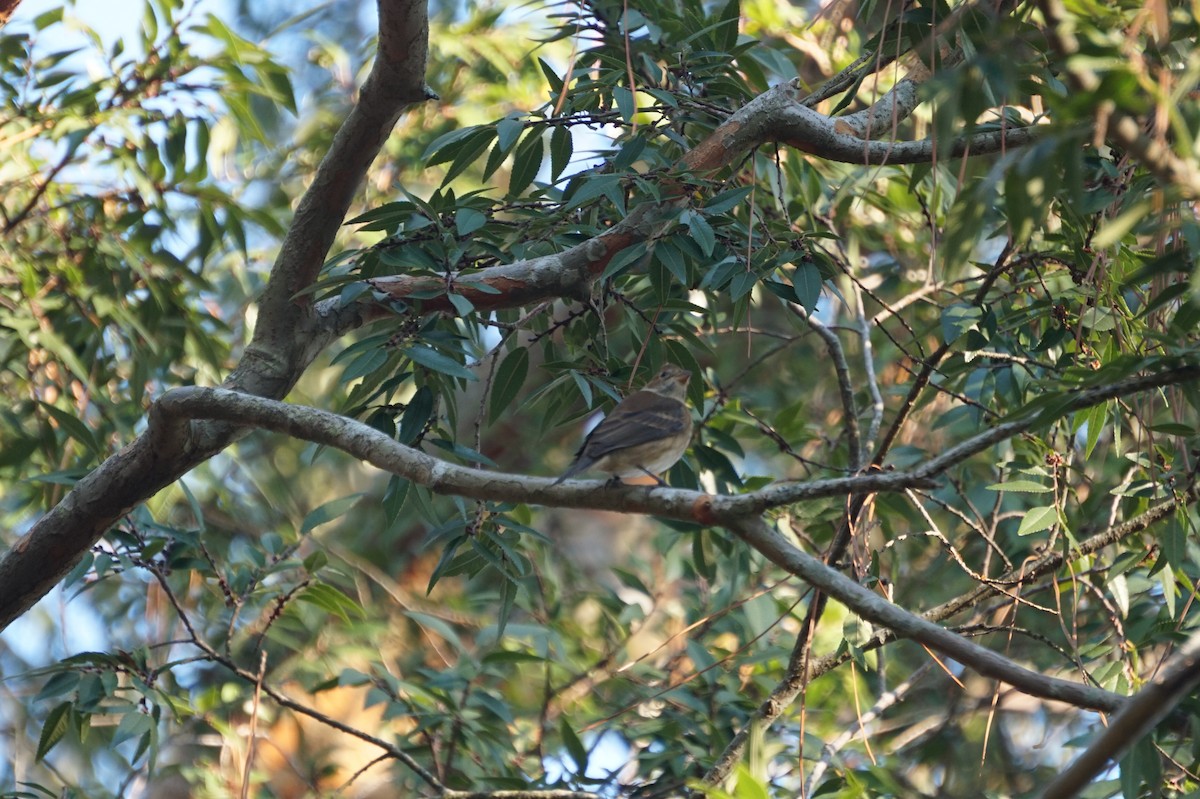 Indigo Bunting - ML643690856