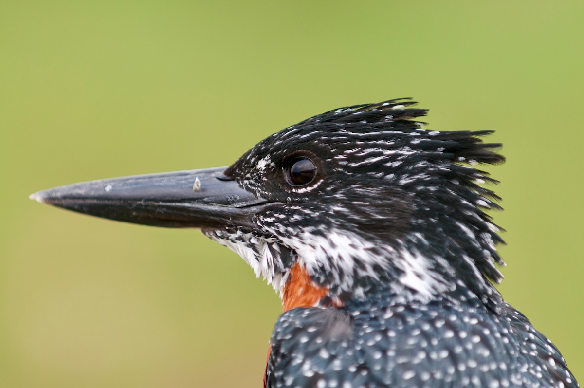 Giant Kingfisher - ML643690857