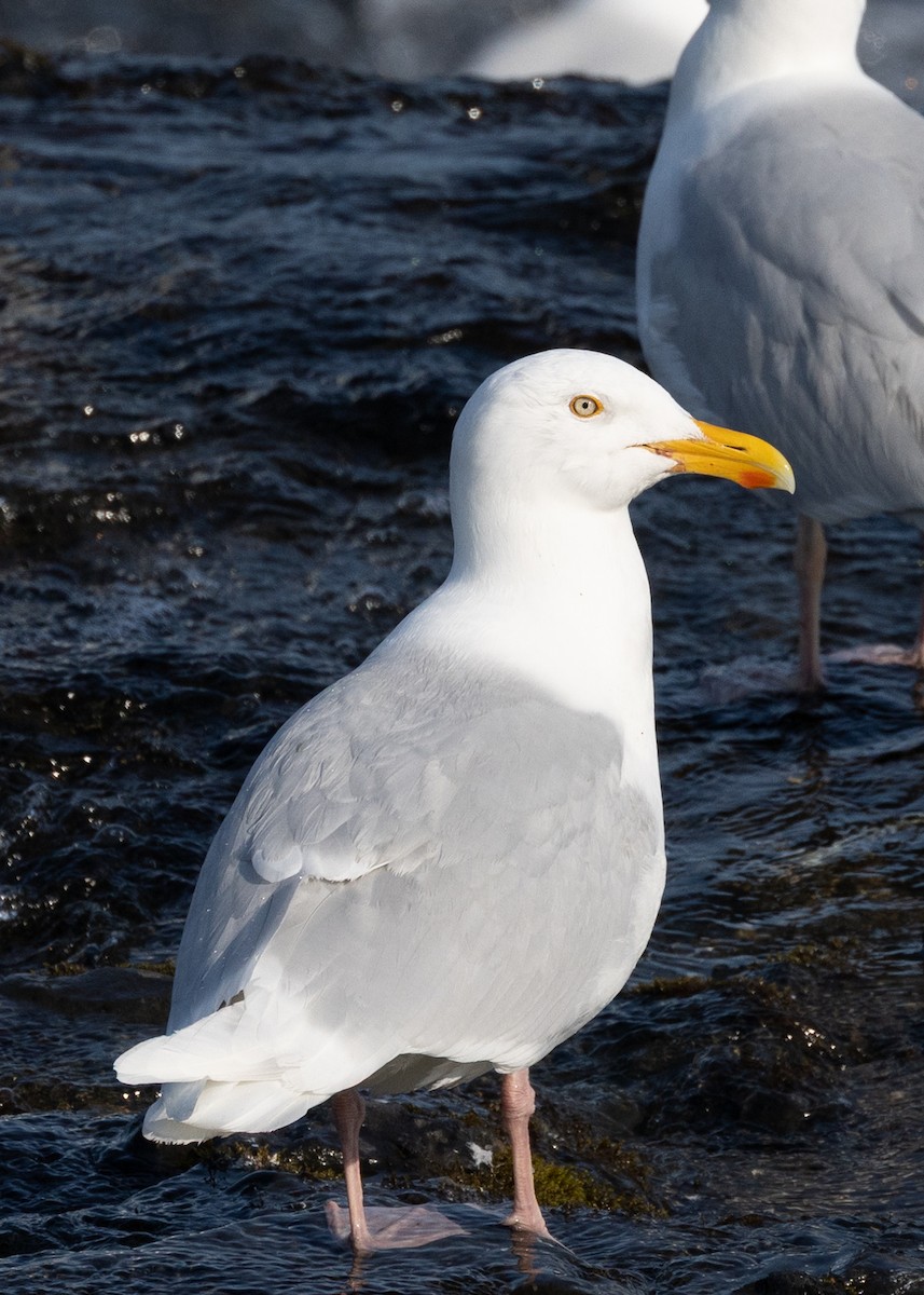 Glaucous Gull - ML643690862