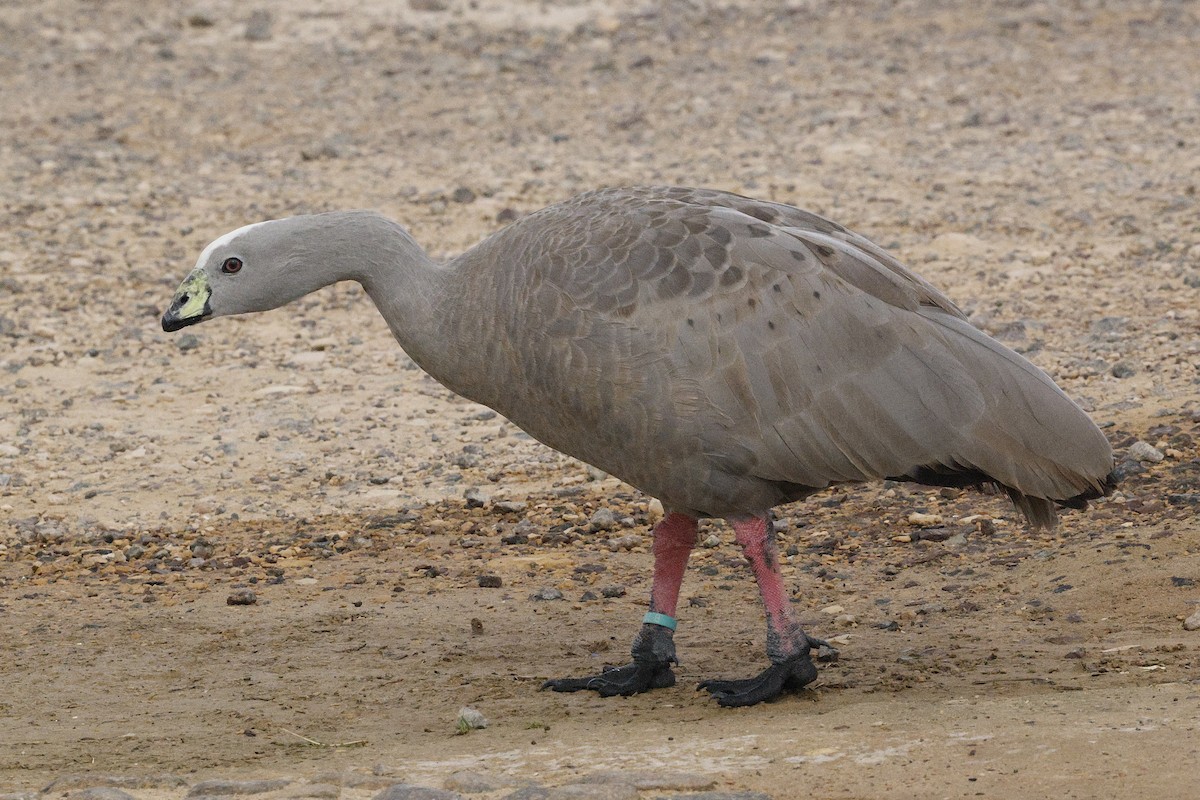 Cape Barren Goose - ML643690877
