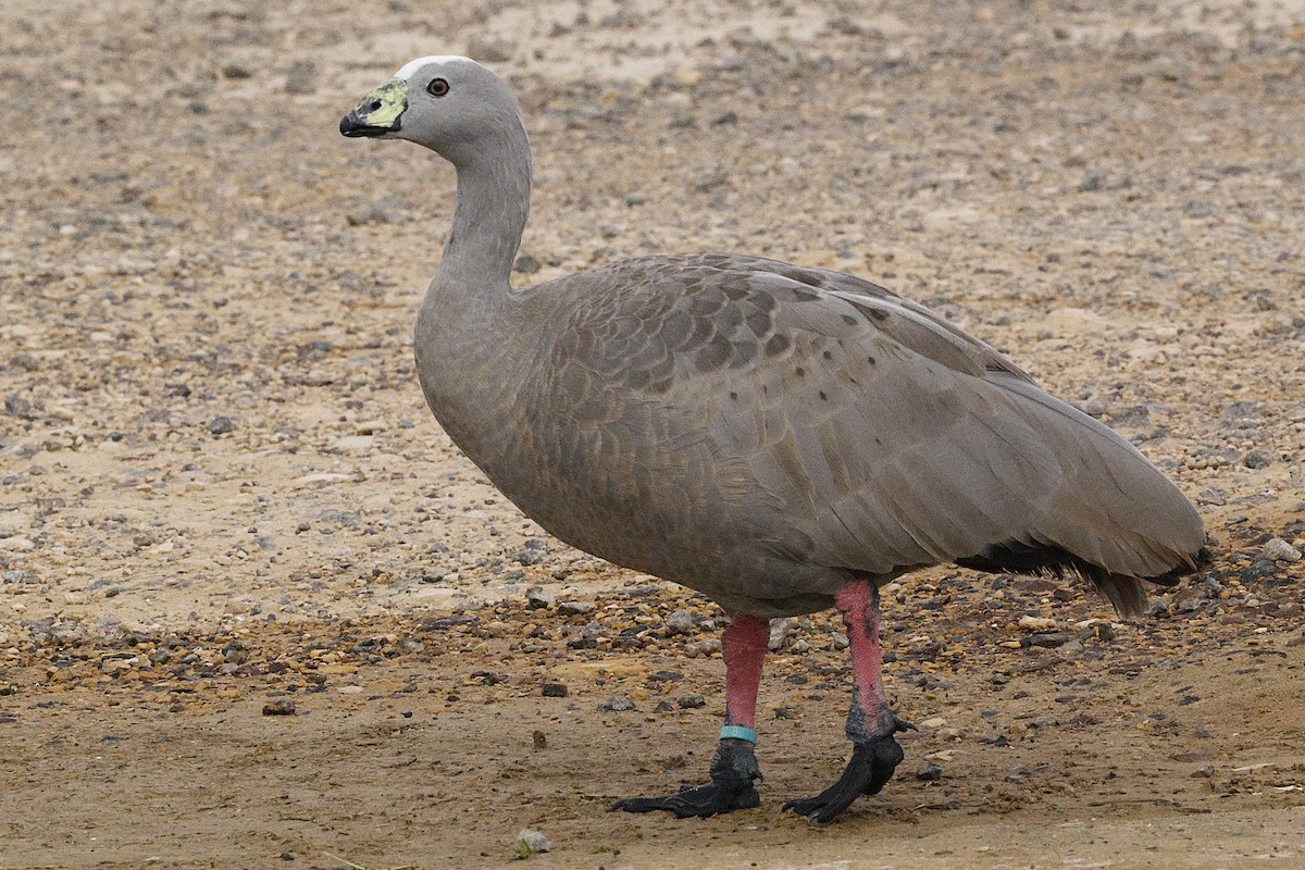 Cape Barren Goose - ML643690880