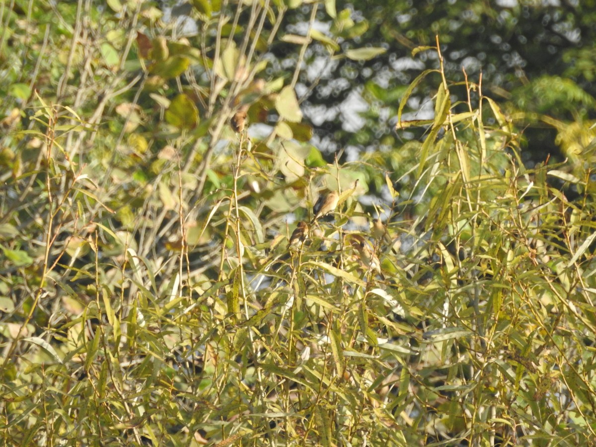 Ciuffolotto scarlatto - ML643690916