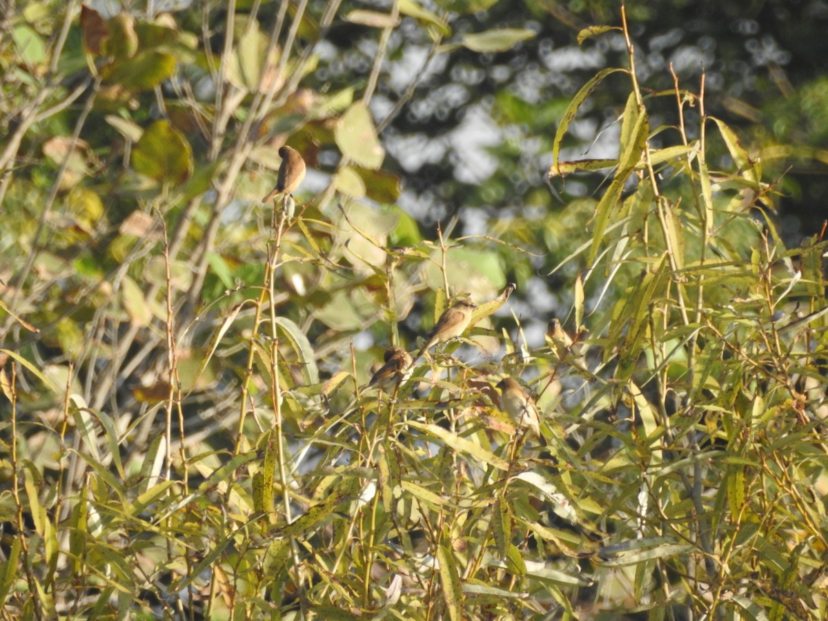 Ciuffolotto scarlatto - ML643690917
