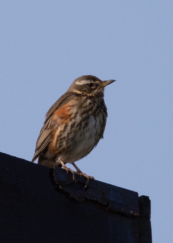 Redwing - ML643690920