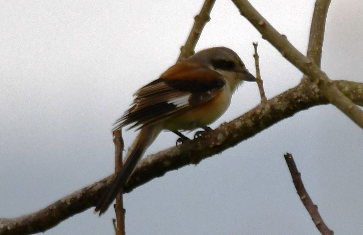 Bay-backed Shrike - ML643690940