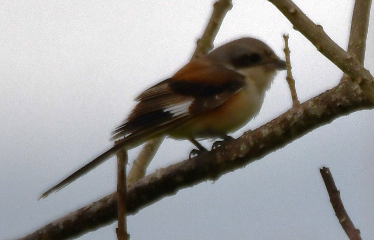 Bay-backed Shrike - ML643690942
