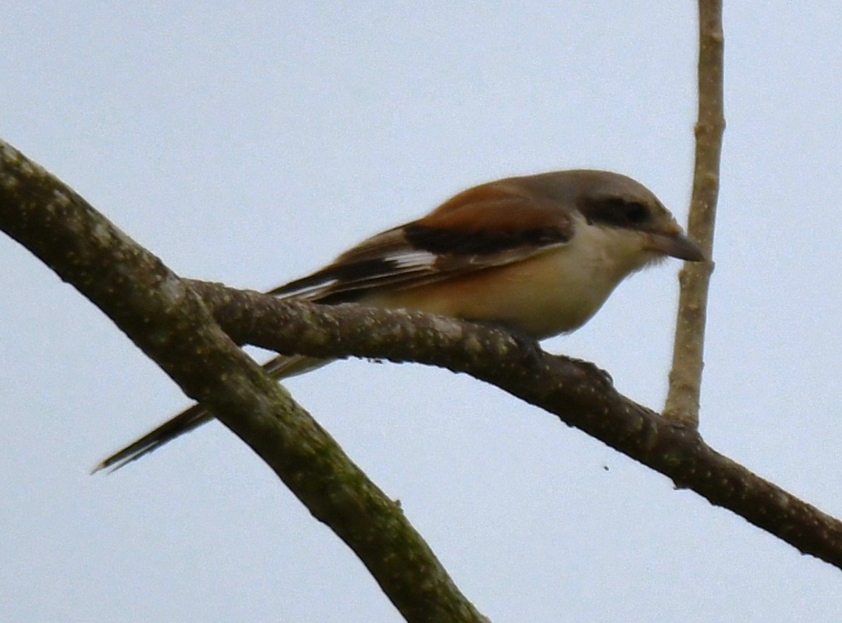 Bay-backed Shrike - ML643690943