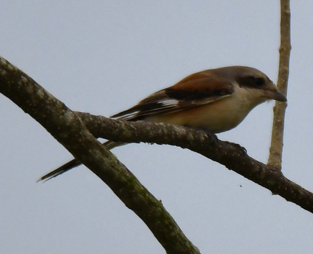 Bay-backed Shrike - ML643690944