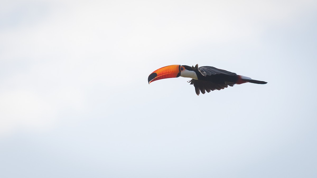 Toco Toucan - ML643690945