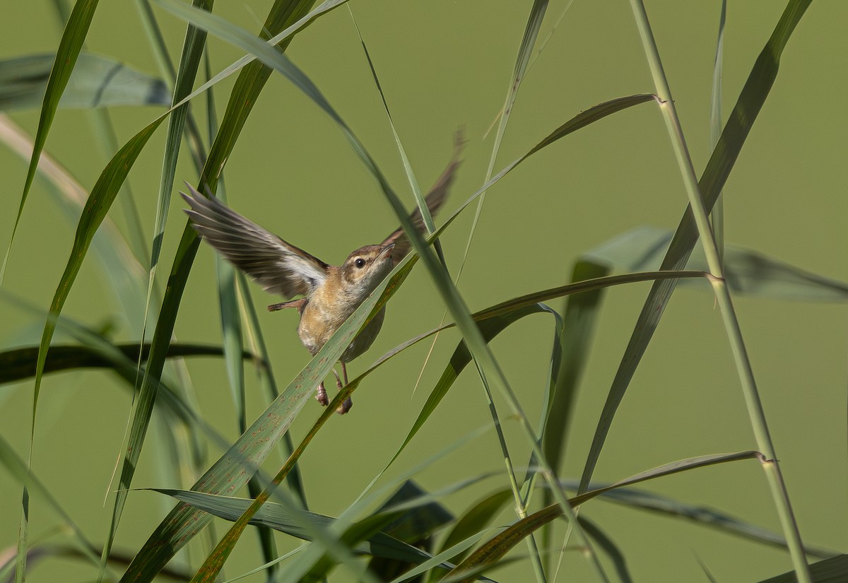 Paddyfield Warbler - ML643690961