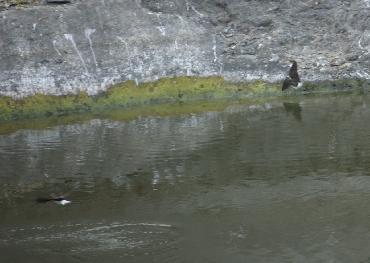Green Sandpiper - ML643690964