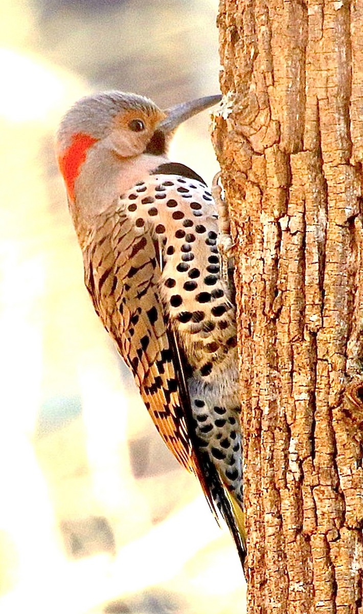Northern Flicker (Yellow-shafted) - ML643690973