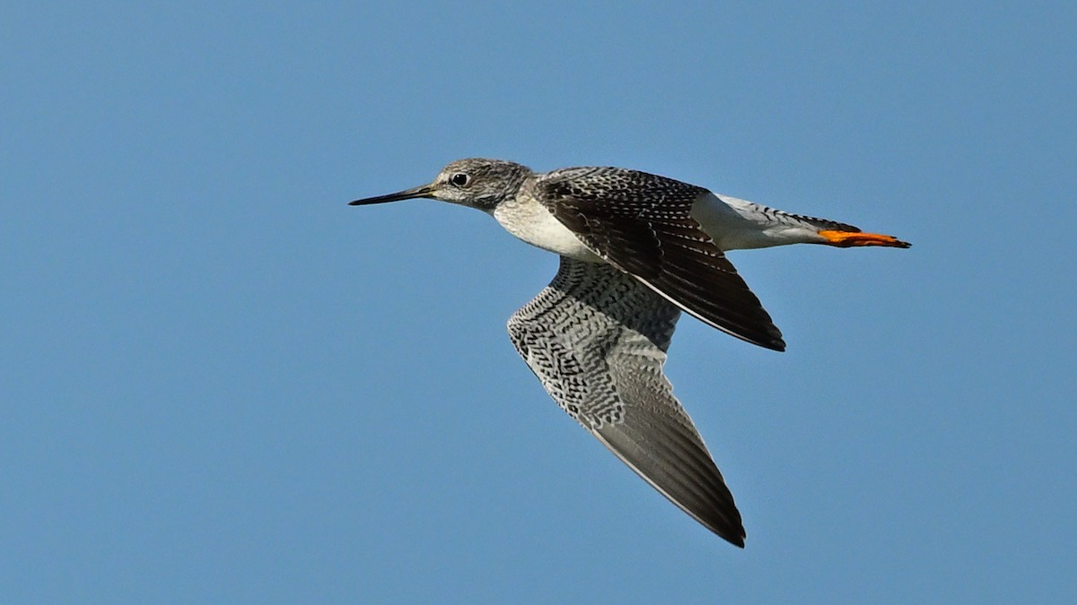 Greater Yellowlegs - ML643690984