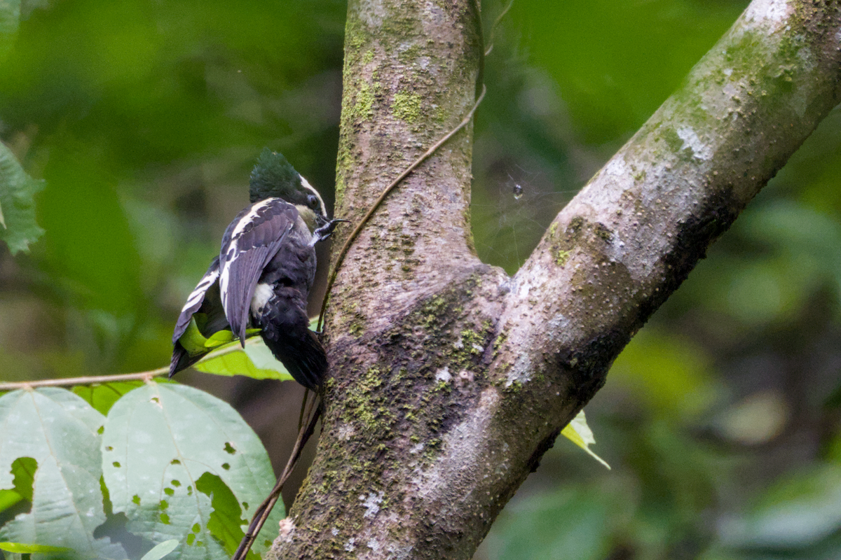 Pic canente - ML643690991