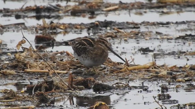 Bécassine de Wilson - ML643690995
