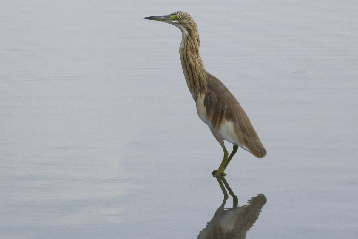 Squacco Heron - ML643691040