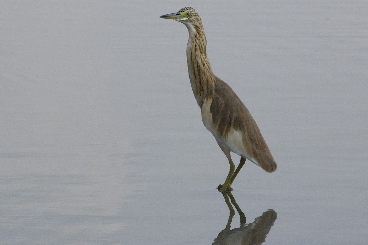 Squacco Heron - ML643691041