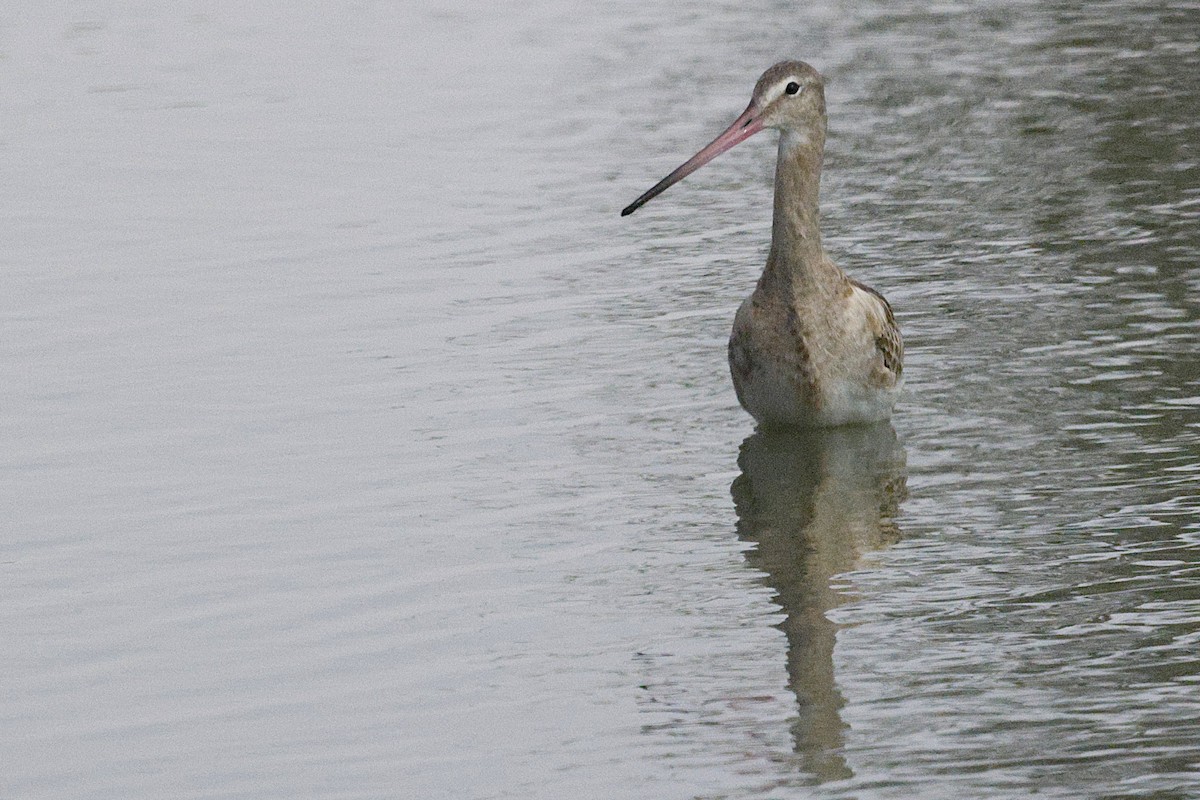 Black-tailed Godwit - ML643691043