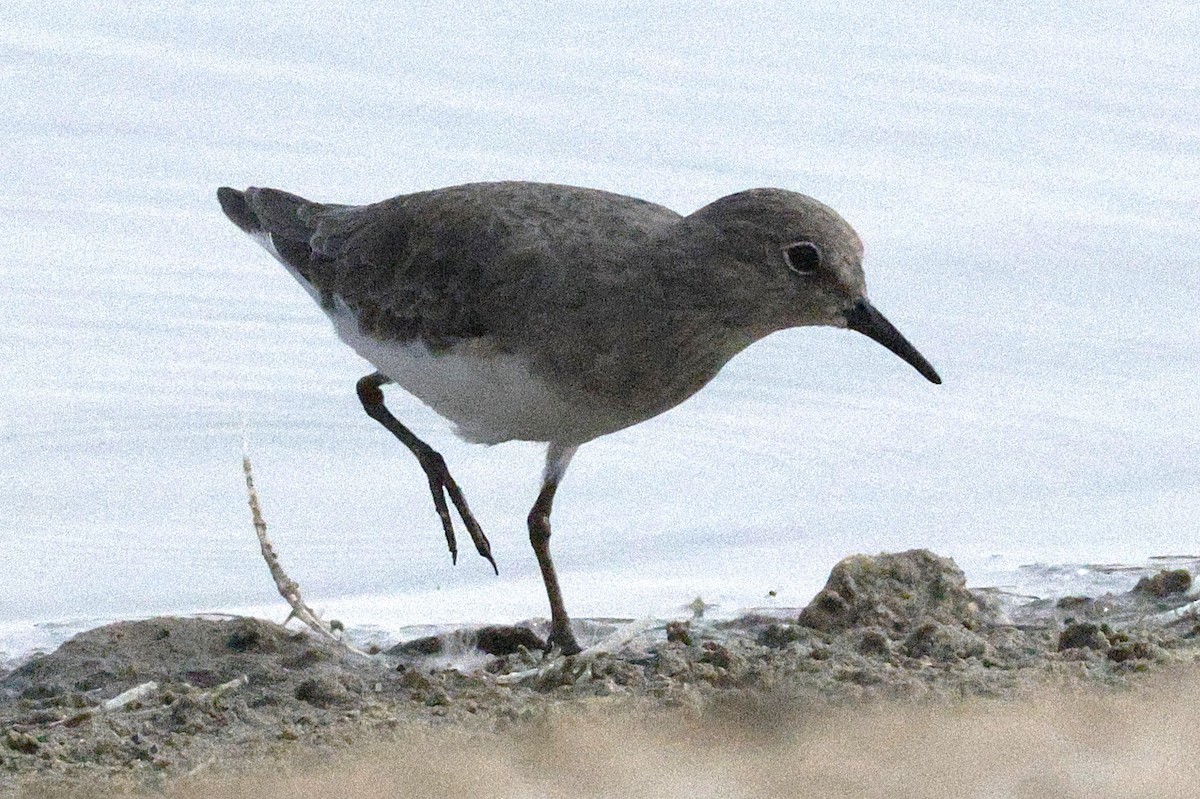 Temminck's Stint - ML643691047
