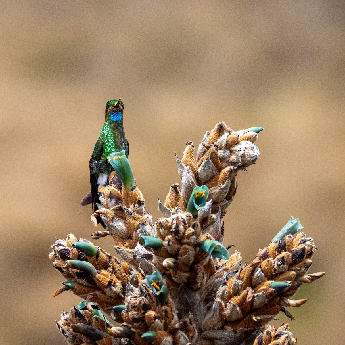 Glowing Puffleg - ML643691050