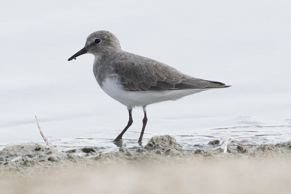 Temminck's Stint - ML643691051