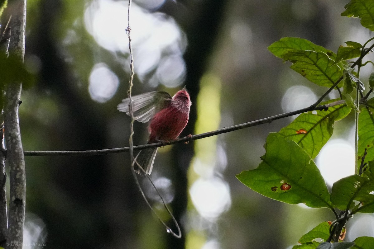 rosenparula - ML643691053