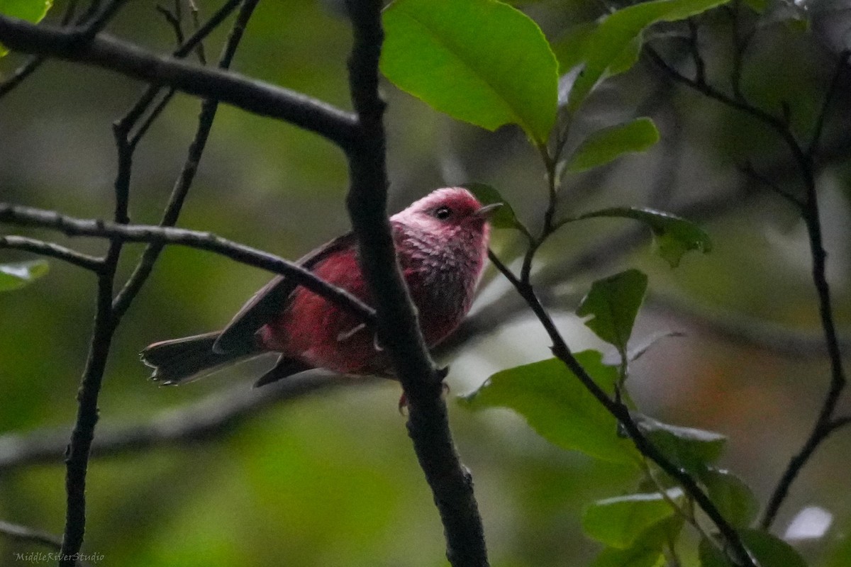 rosenparula - ML643691054