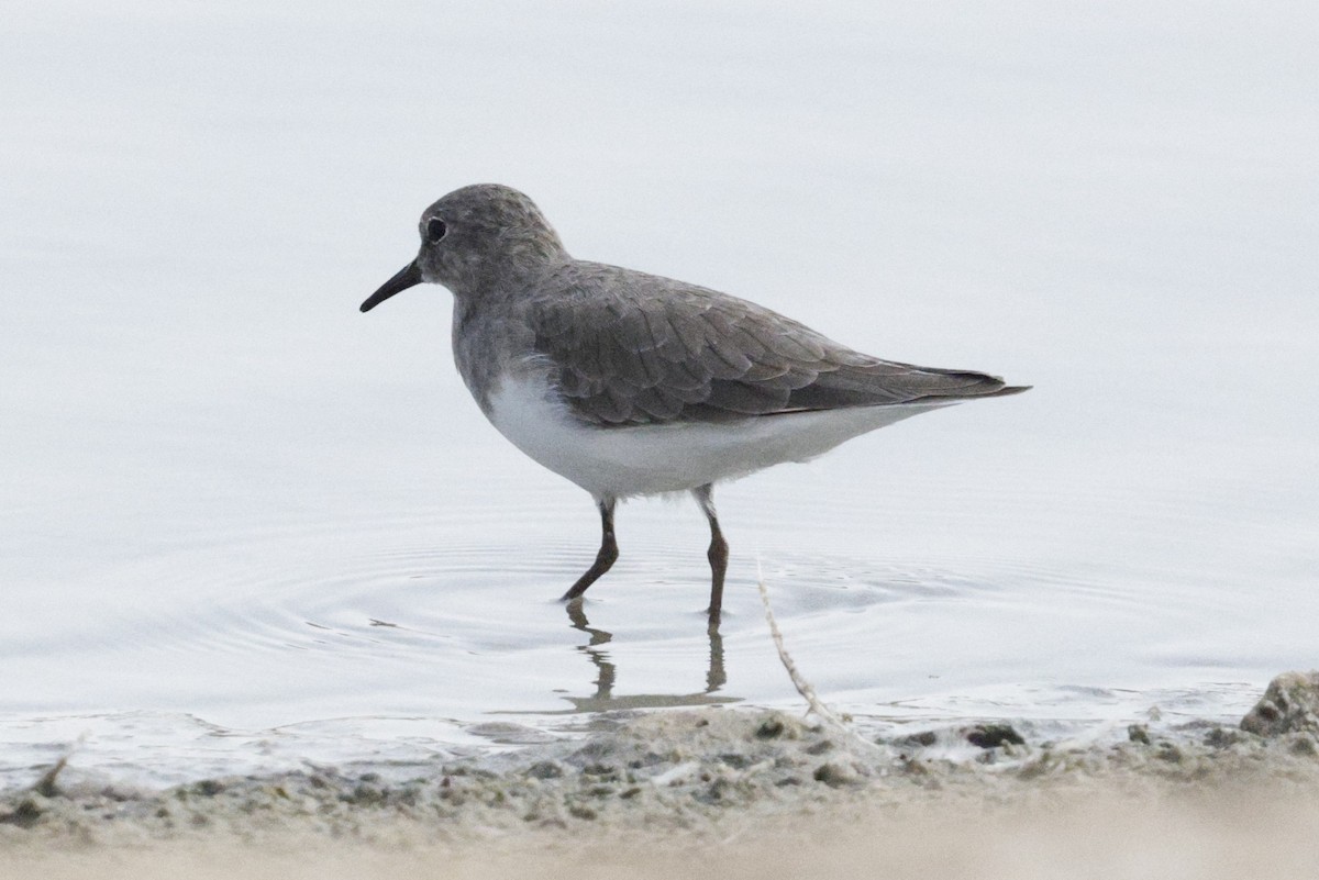 Temminck's Stint - ML643691056