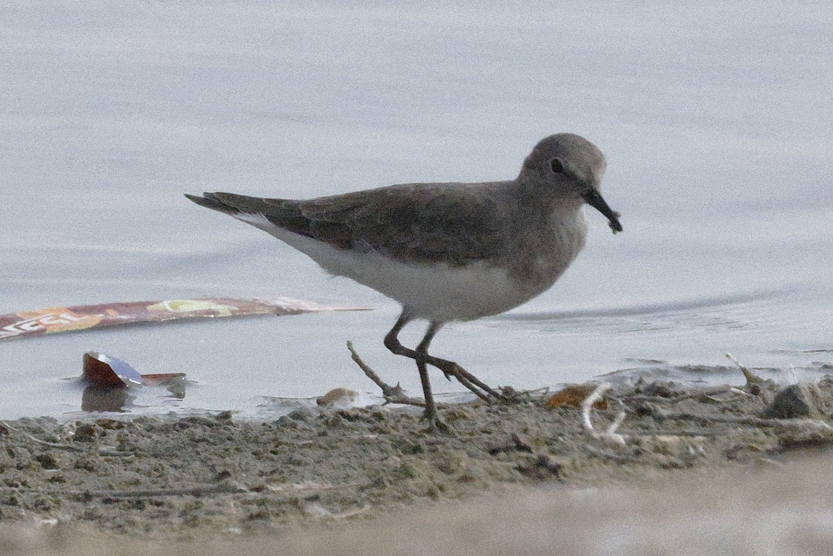 Temminck's Stint - ML643691060