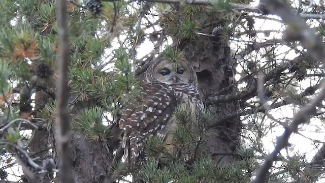 Barred Owl - ML643691069