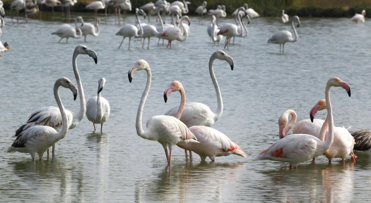 Greater Flamingo - ML643691075