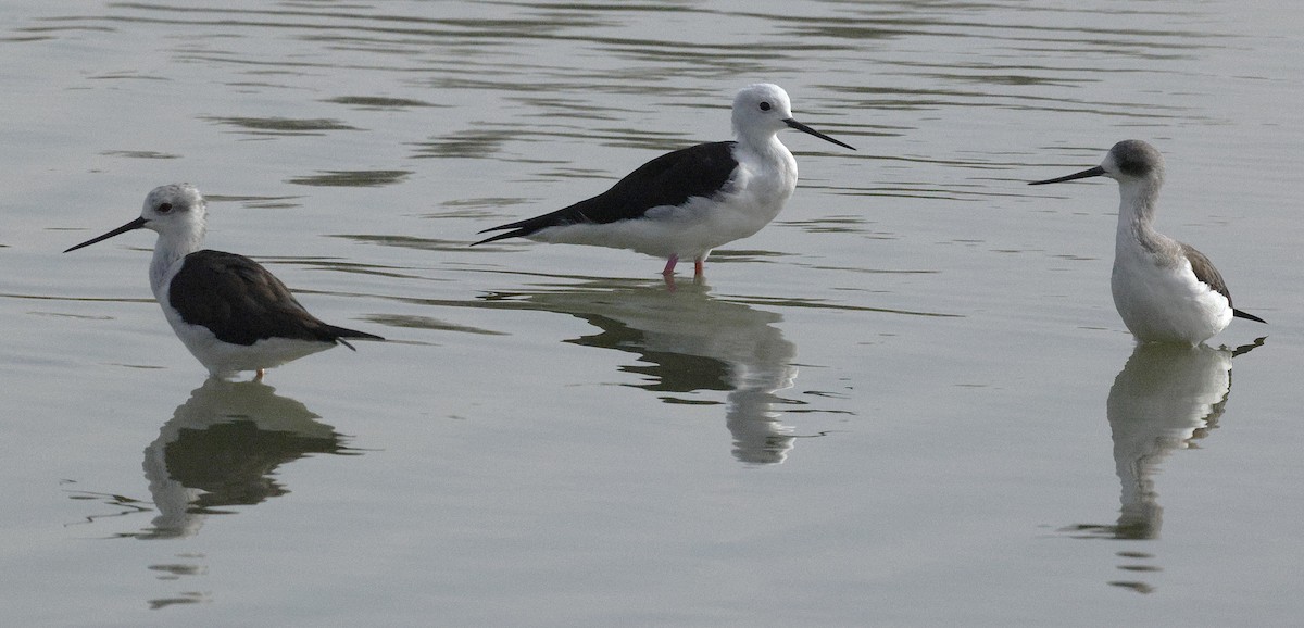Black-winged Stilt - ML643691085