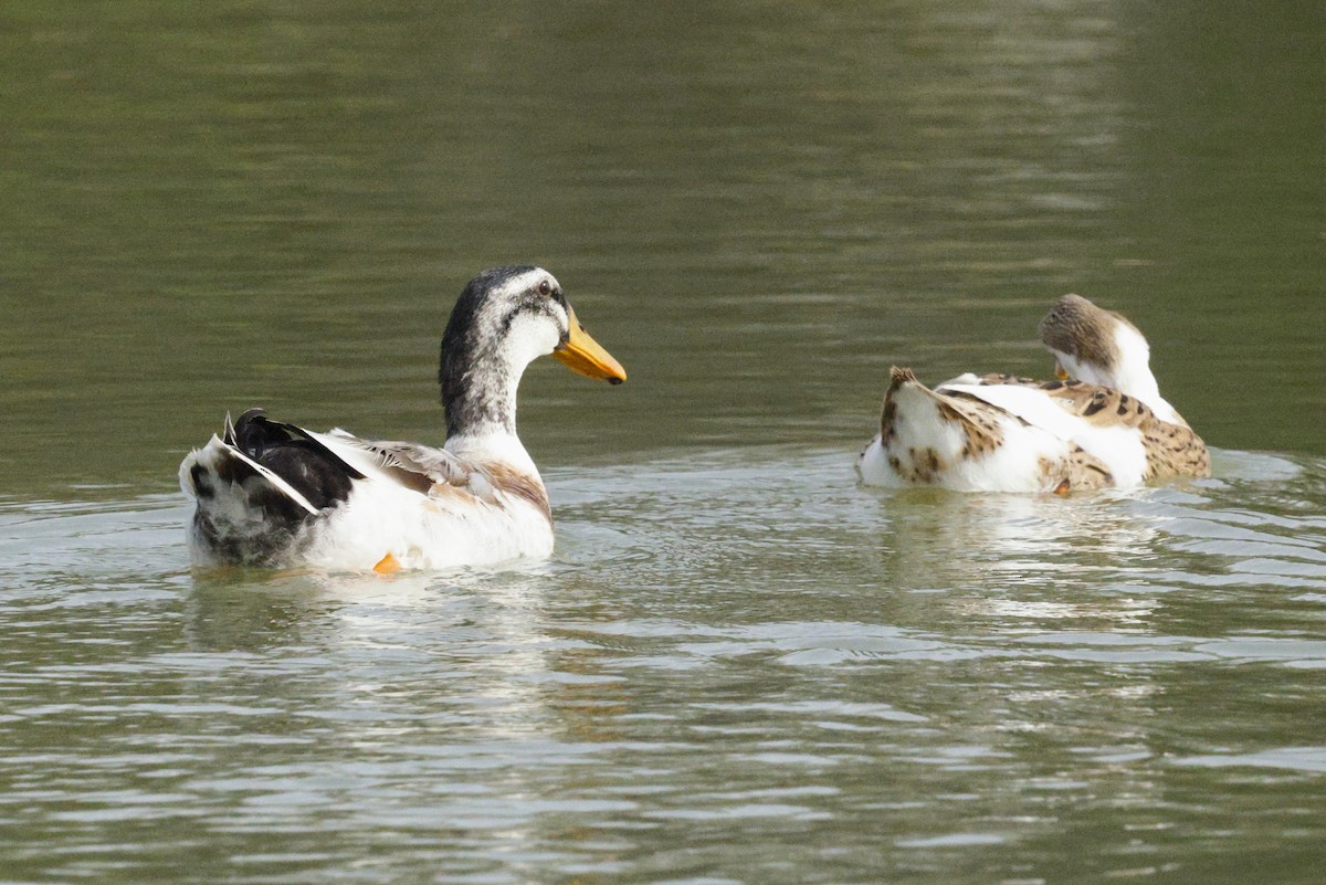 Mallard (Domestic type) - ML643691096