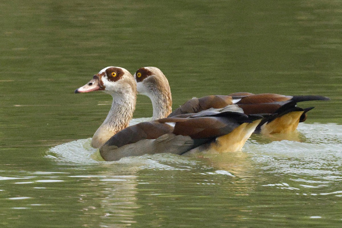Egyptian Goose - ML643691097