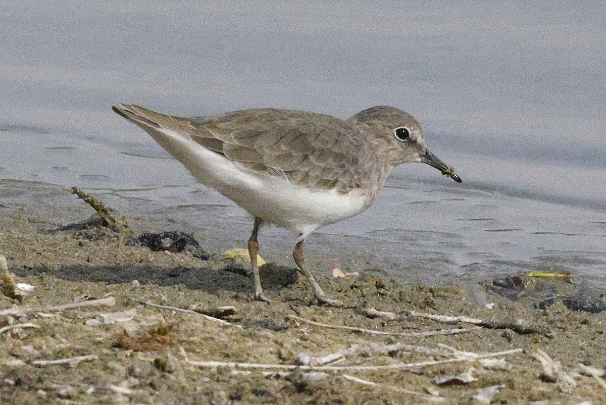 Temminck's Stint - ML643691099