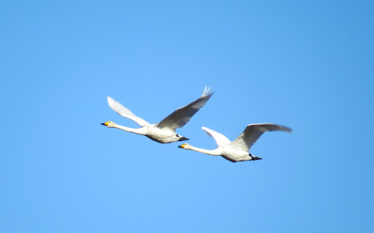 Whooper Swan - ML643691100