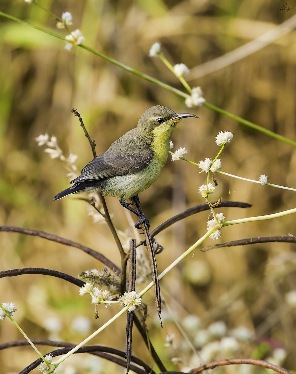 Common Tailorbird - ML643691102