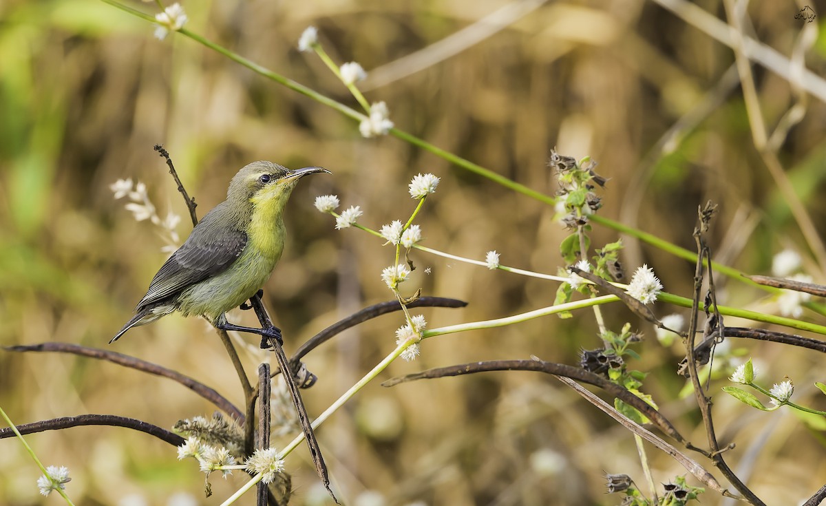 Common Tailorbird - ML643691103