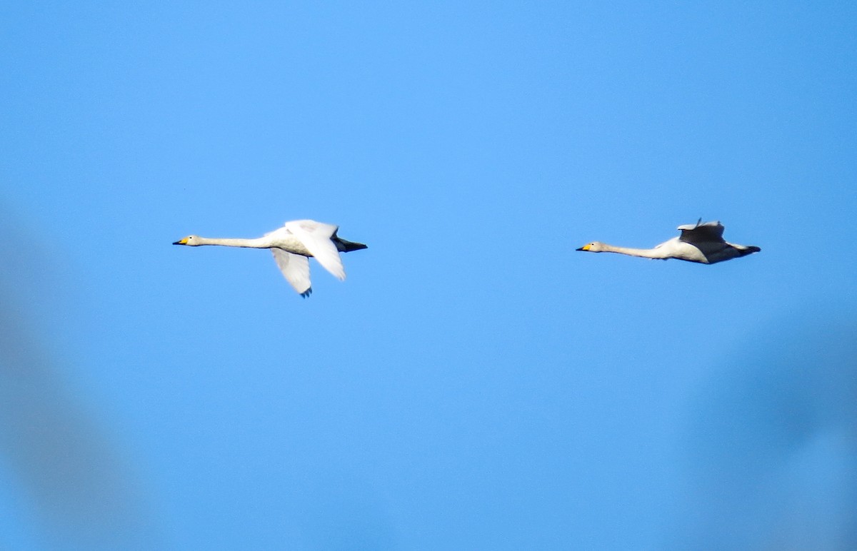 Whooper Swan - ML643691108