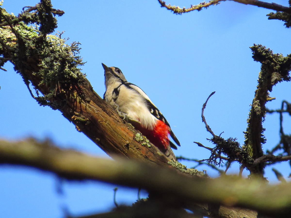 Great Spotted Woodpecker - ML643691116
