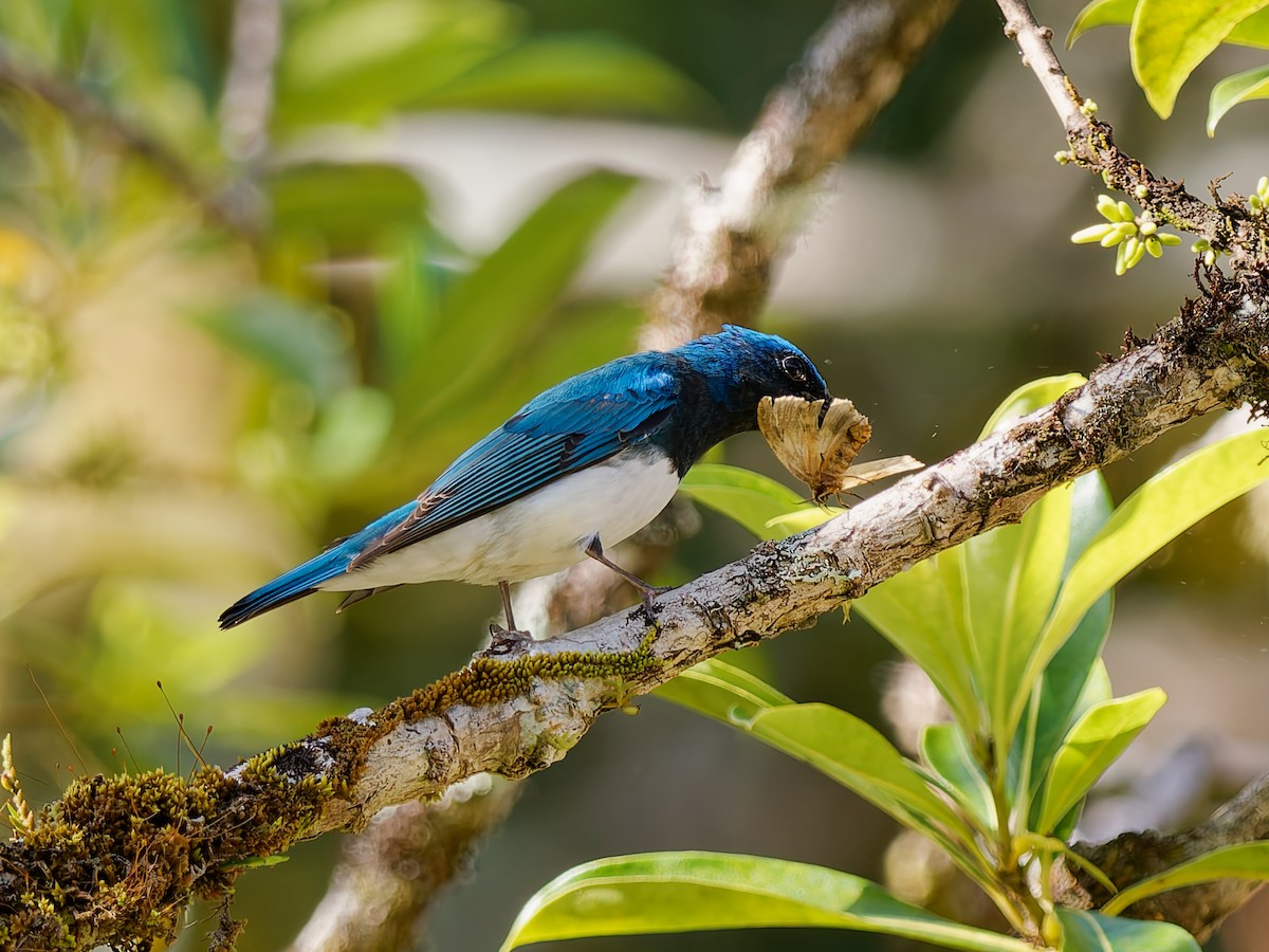 Blue-and-white Flycatcher - ML643691119