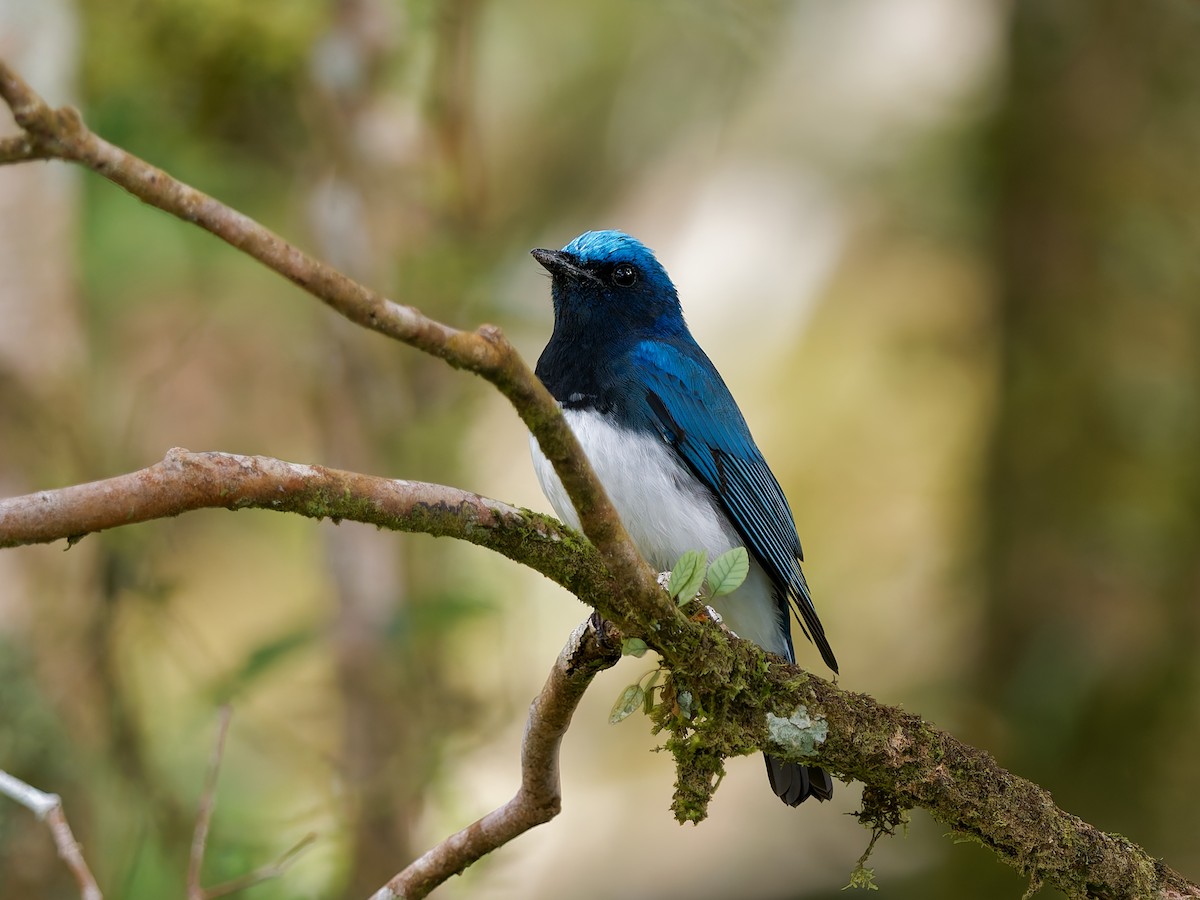 Blue-and-white Flycatcher - ML643691120