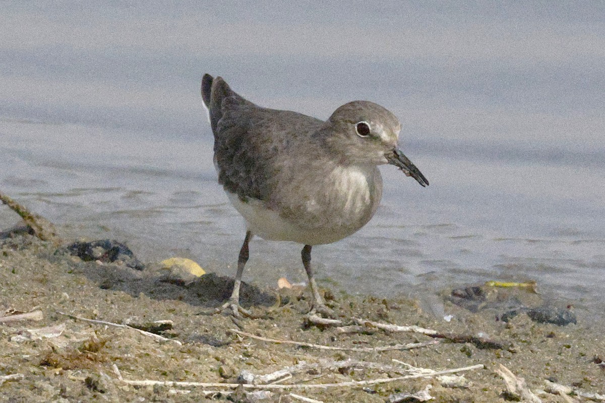 Temminck's Stint - ML643691121