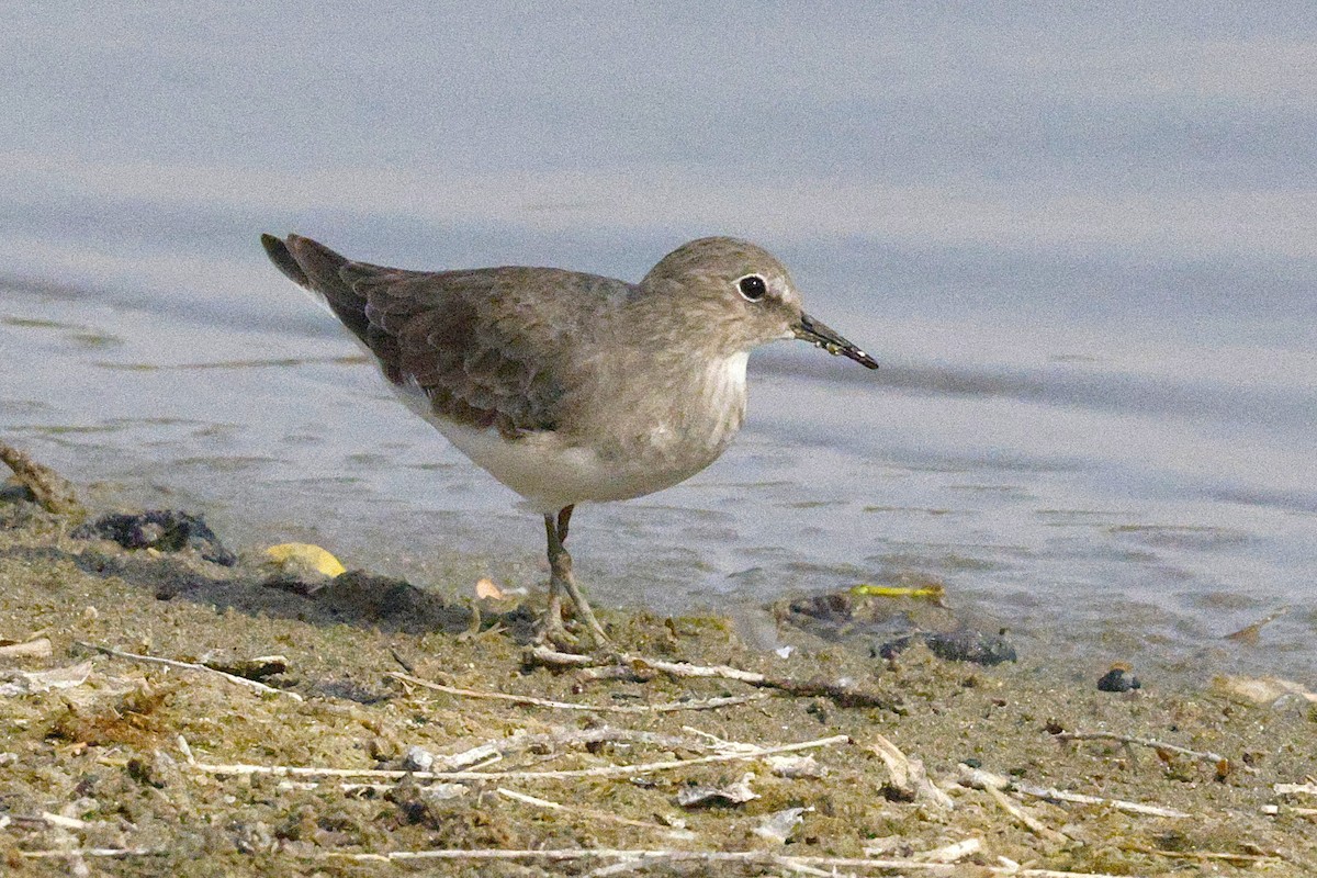 Temminck's Stint - ML643691125